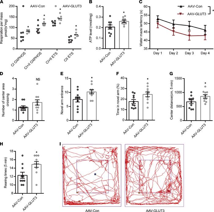 GLUT3 restoration improves mitochondrial dysfunction and cognitive defic...