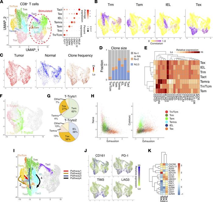Distinct phenotypes of prognostic or nonprognostic CD8 T infiltrates in ...