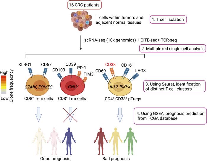 graphical abstract