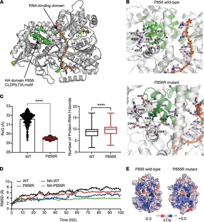 Structural modeling and simulation of human YTHDC2.
(A) The HA2 domain i...