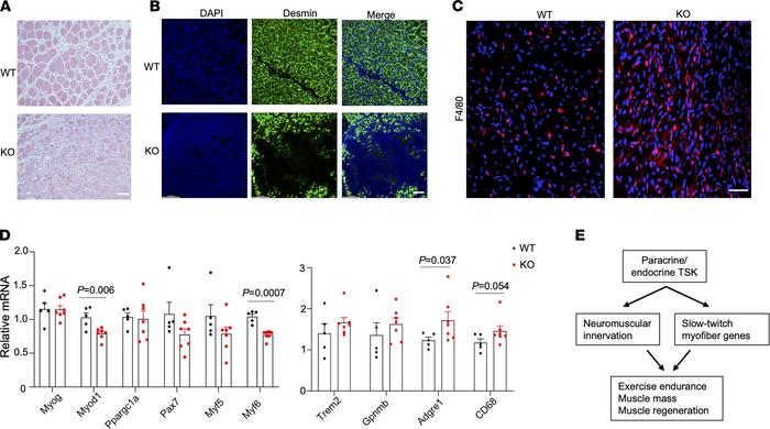TSK deficiency impairs muscle regeneration following cardiotoxin-induced...