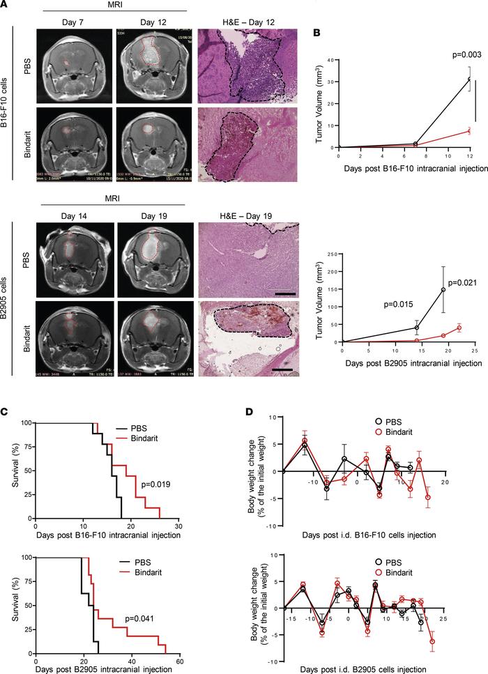 Bindarit-treated MBM results in a discrete although significant prolonga...