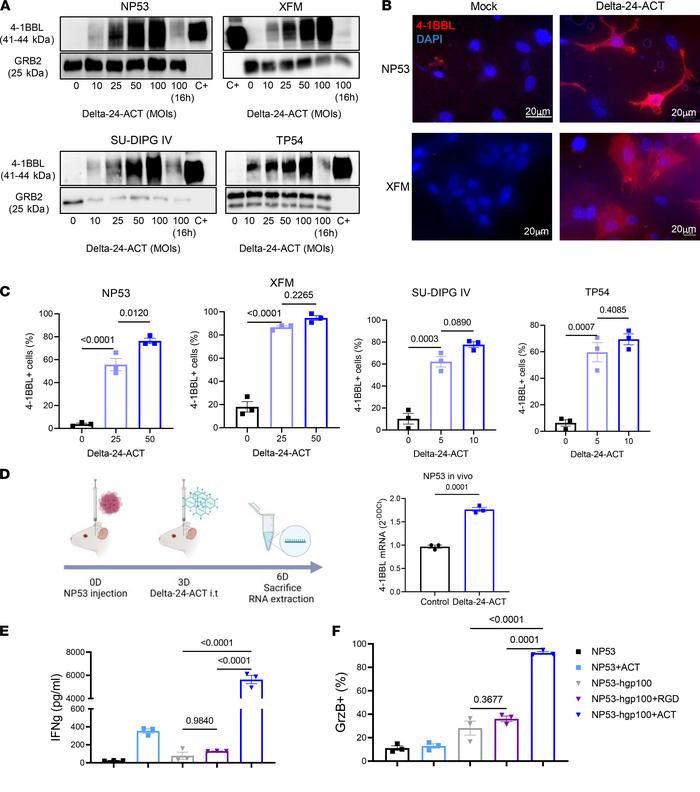 Characterization of Delta-24-ACT functionality in DIPG.
(A) 4-1BBL prote...
