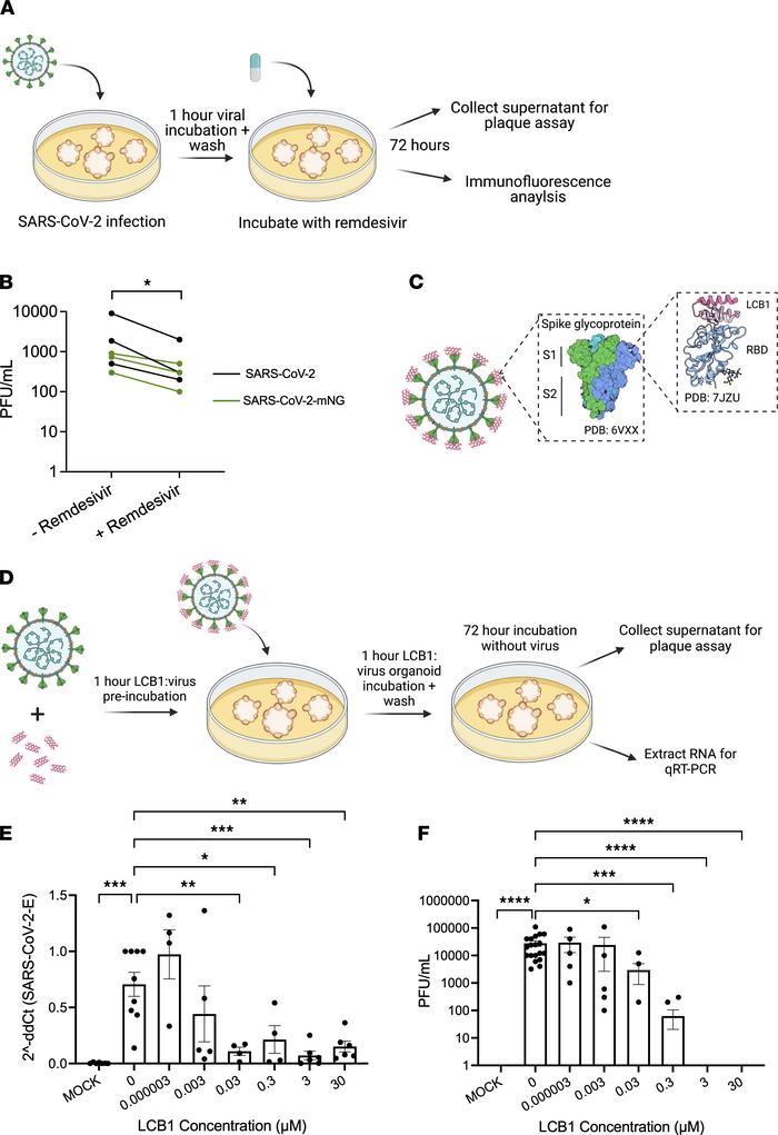 Therapeutic interventions reduce SARS-CoV-2 infection and replication in...