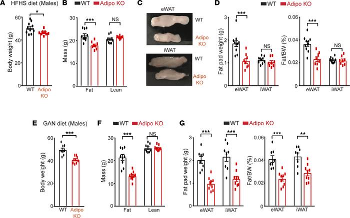 Adipose SWELL1 supports adipose tissue expansion and maintenance.
(A) To...