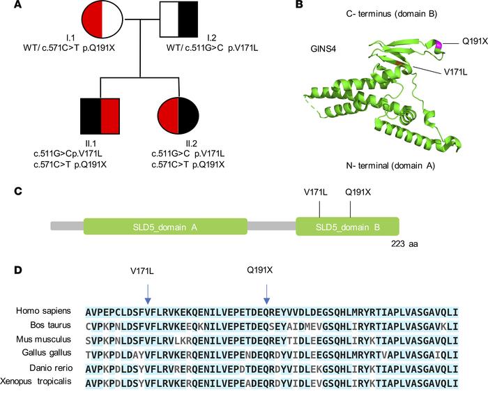 Identification of compound heterozygous variants in the GINS4 gene by wh...