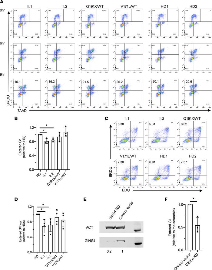 Individual-derived BLCLs and GINS4-KD RPE hTERT cells have a mild delay ...