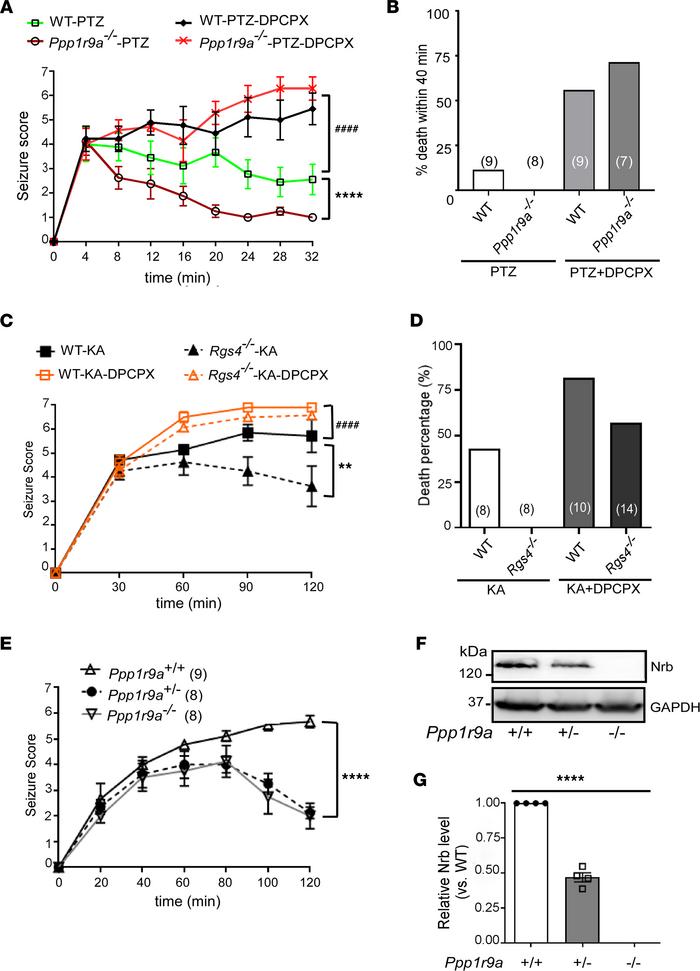 The A1R-mediated anticonvulsant effect is regulated by neurabin and RGS4...