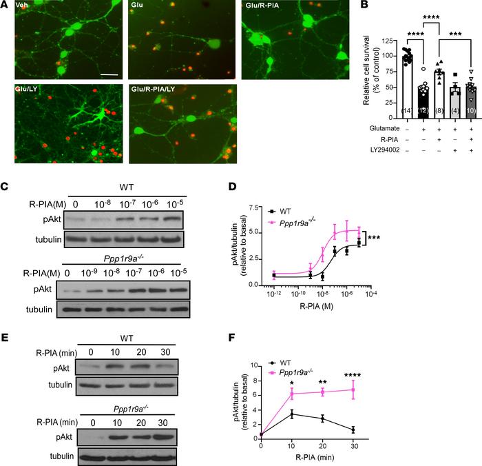 Neurabin deficiency enhances A1R-mediated neuroprotective Akt signaling ...
