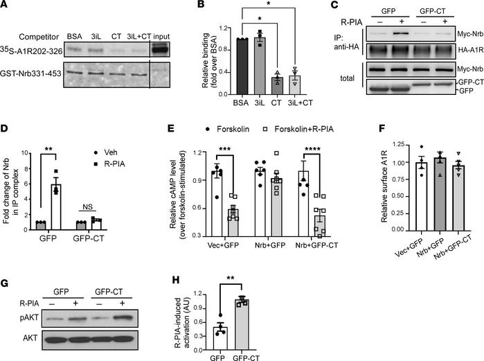 The A1R-CT peptide blocks the A1R-neurabin interaction and restores A1R-...