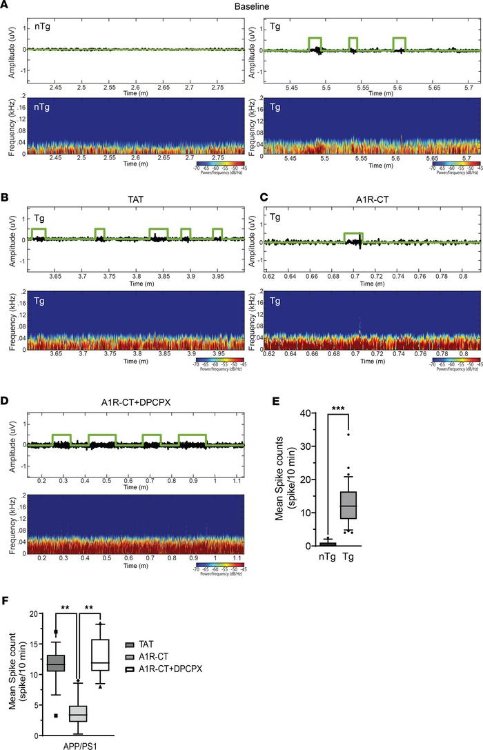 Intranasal delivery of the A1R-CT peptide effectively reduces epileptic ...