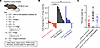 Both CD4+ and CD8+ T cells are required for antitumor responses to orthotop