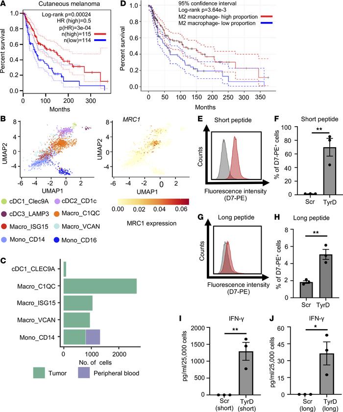 CD206+ TAM are detected in human melanoma tumors and can cross-present s...