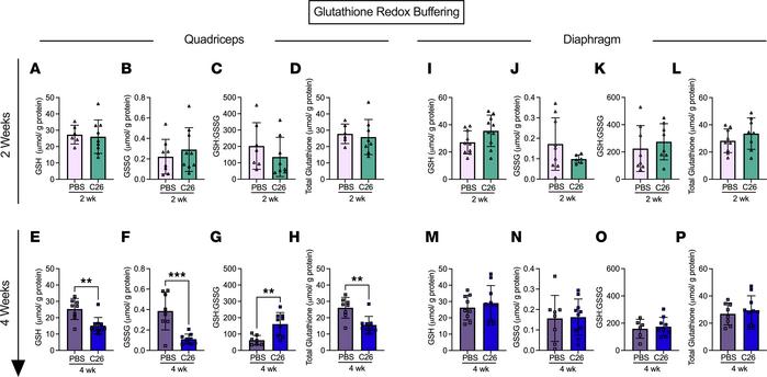 Glutathione redox buffering in quadriceps and diaphragm muscle of C26 tu...