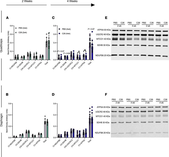 Muscle-specific changes in markers of ETC complexes in C26 tumor–bearing...