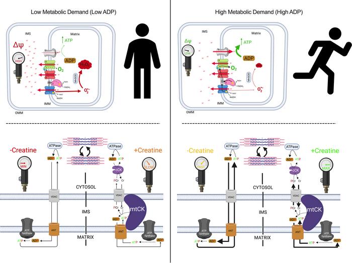 Schematic representation of energy homeostasis in states of low metaboli...
