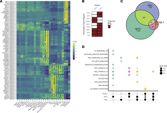 SCENIC analysis identifies MYC and REL as transcription factors predicte...