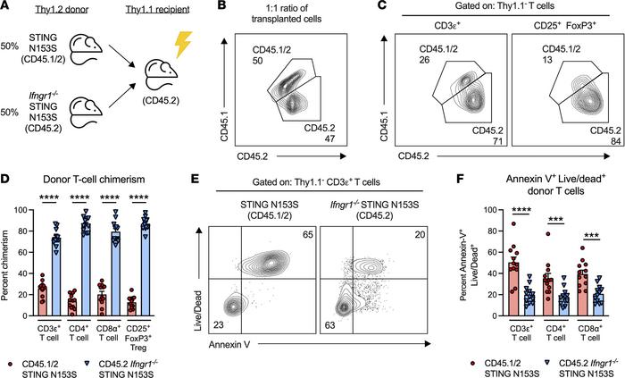 SAVI mouse T cells lacking the type II IFN receptor have a survival adva...