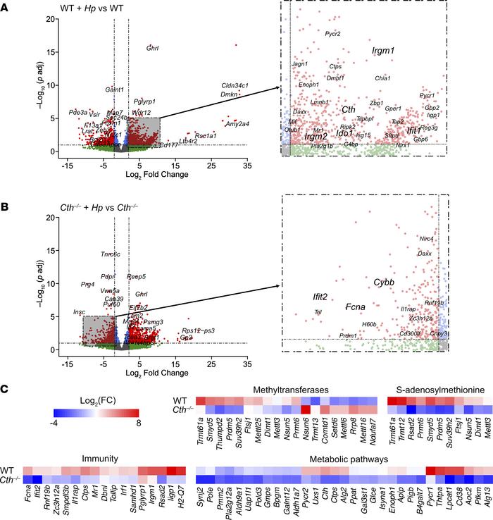 Identification of H. pylori–regulated genes in Gmacs.
(A and B) The volc...