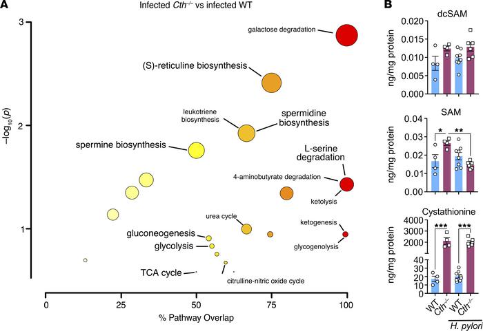 CTH promotes the metabolism of SAM through the RTP during H. pylori infe...