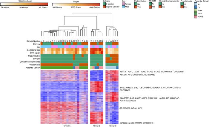 Placental domains and their associated clinical phenotypes lead to clust...