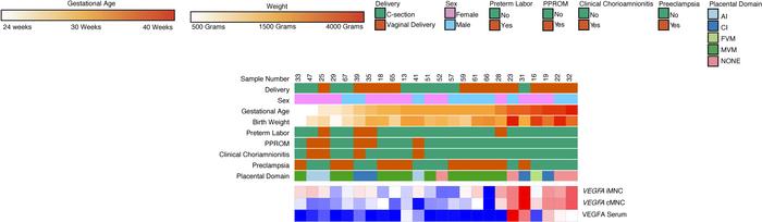 VEGFA gene expression levels positively correlate with VEGFA plasma seru...