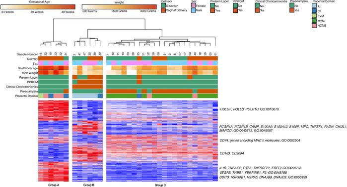 Placental domains and their associated clinical phenotypes lead to clust...