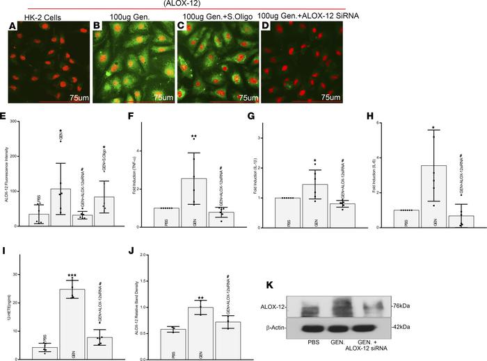 Direct in vitro modulation of ALOX-12 expression and generation of 12-HE...