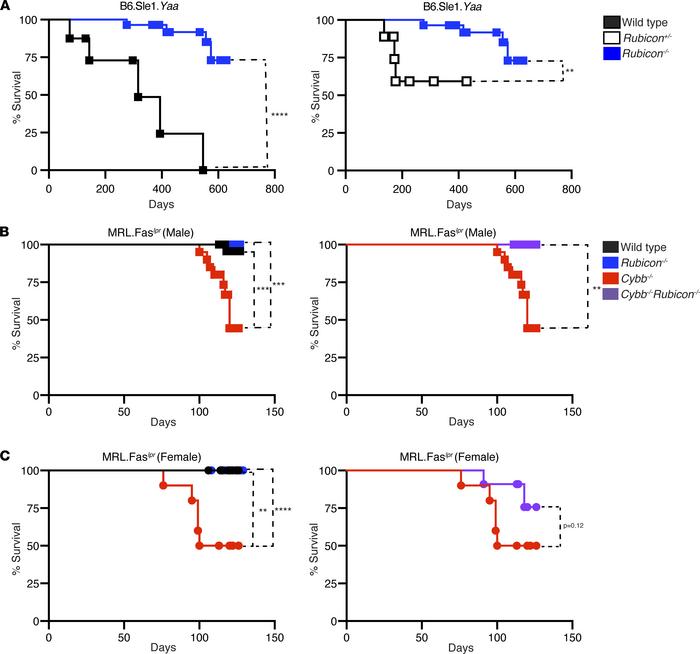 The absence of RUBICON confers a survival advantage in SLE-prone mice.
K...