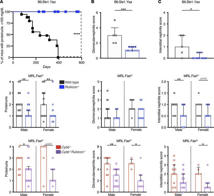 
Rubicon deficiency protects MRL.Faslpr and B6.Sle1.Yaa SLE mice from re...