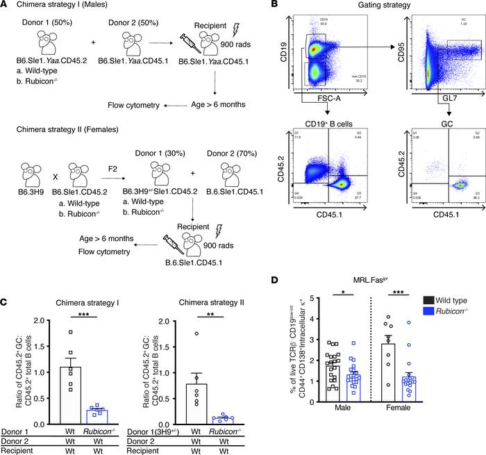 RUBICON is necessary for the germinal center reaction.
(A) (Top) Mixed b...