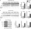 Rubicon- and Cybb-deficient macrophages can undergo LAP.