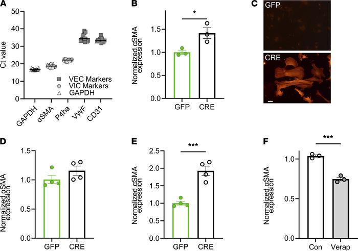 Blockade of Ca2+ influx through CaV1.2 reduces aortic valve lesions in S...