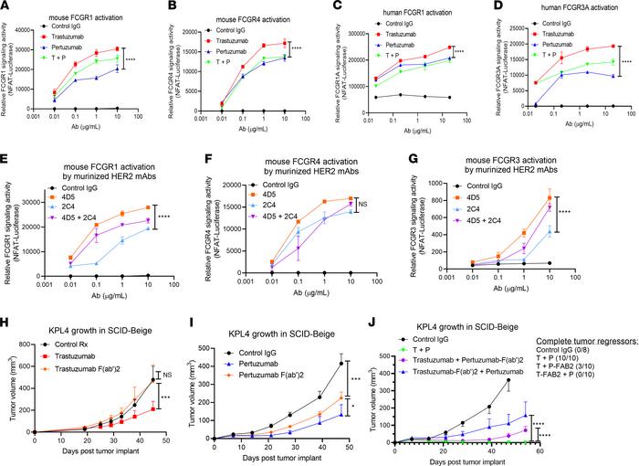Role of FCGR engagements in HER2 mAb antitumor activity.
(A and B) Mouse...