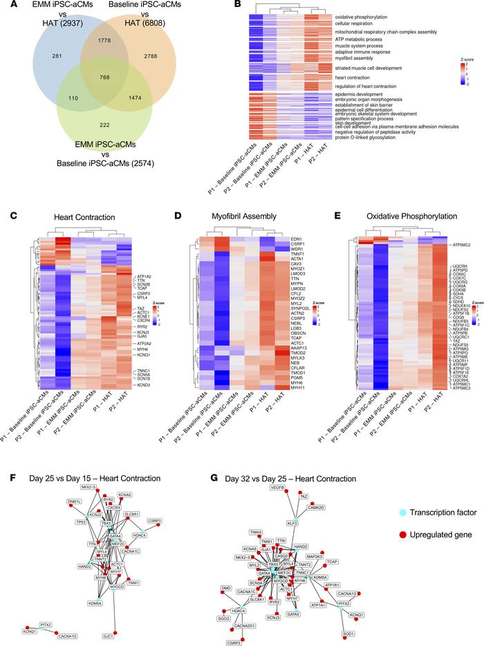 Unbiased transcriptomic analysis and gene regulatory network analysis id...