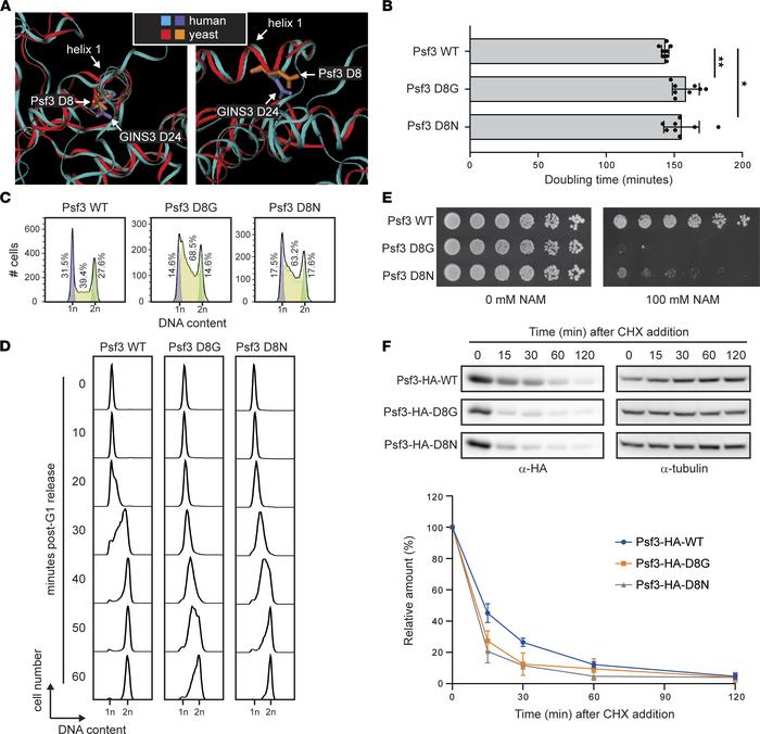 Yeast models expressing GINS3 D24G or D24N variants present defects in c...