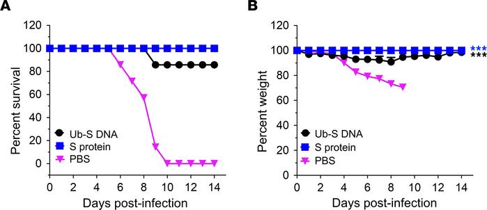 SARS-CoV-2 Ub-S DNA vaccine induced protection against high-dose SARS-Co...