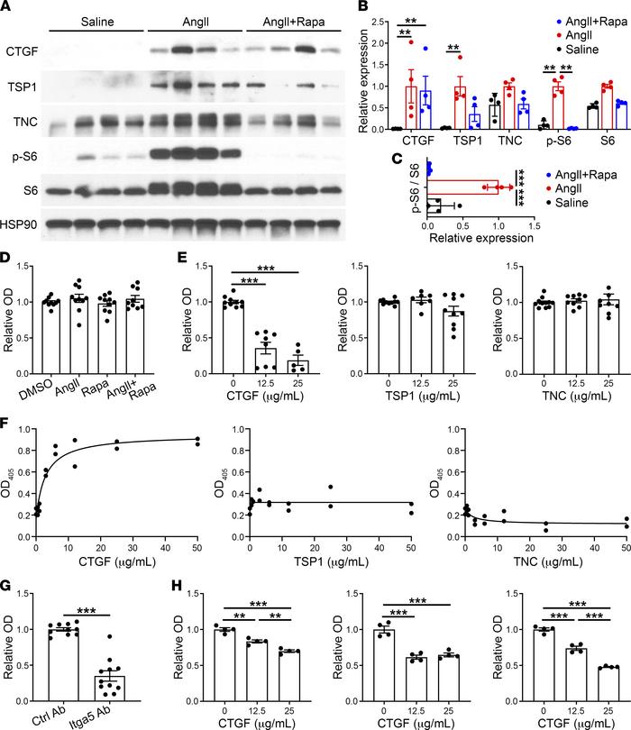 Rapamycin-insensitive CTGF inhibits SMC adhesion to exogenous ECM.
(A) A...