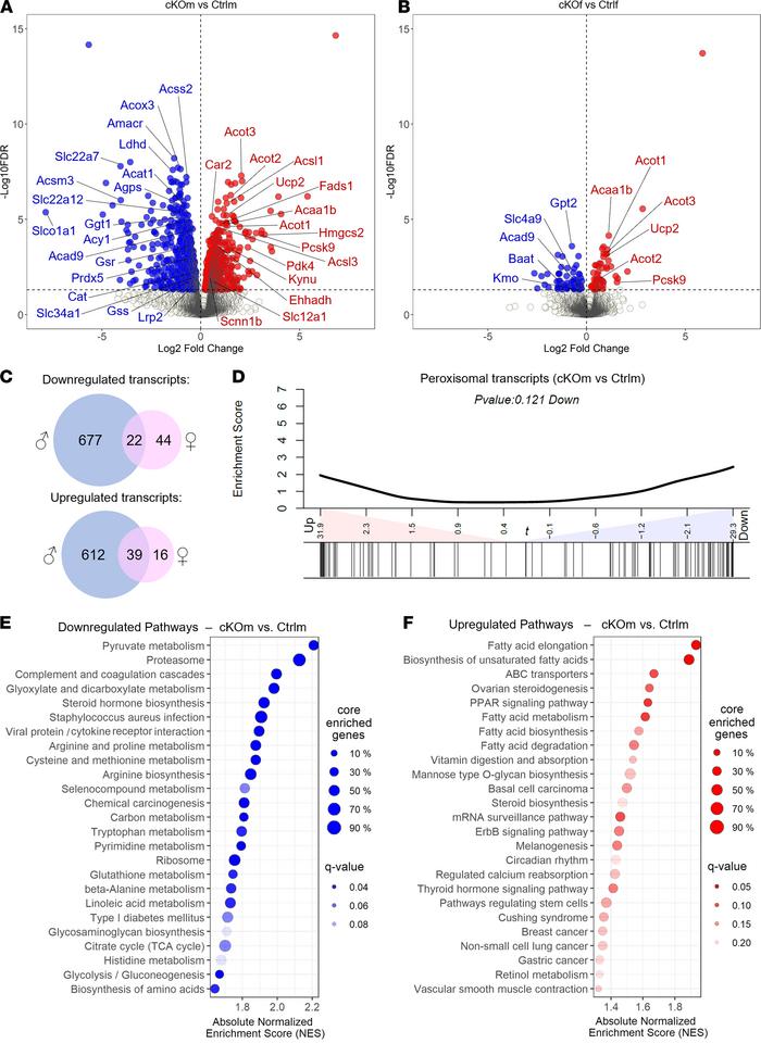 Transcriptional reprogramming in the kidneys of cKO mice.
(A and B) Volc...
