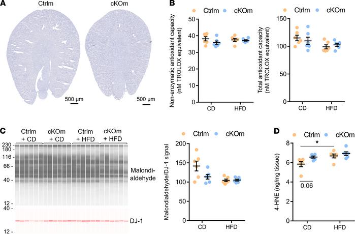Analysis of the antioxidant capacity and level of lipid peroxidation in ...