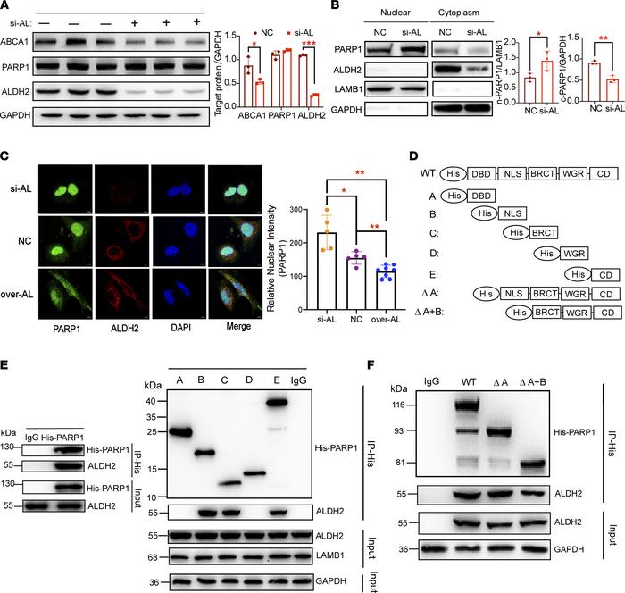 ALDH2 interacts with the nuclear localization sequence of PARP1 and atte...
