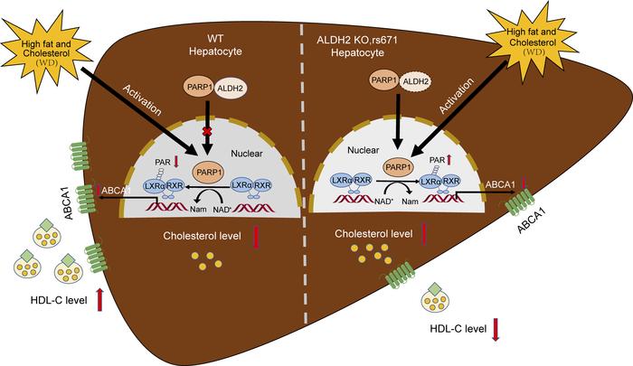The working model of ALDH2 in modulating HDL-C levels by regulating PARP...