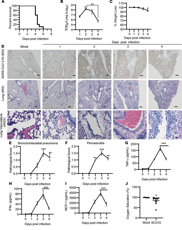 Characterization of SARS-CoV-2 disease pathogenesis in vivo.
(A–C) Mice ...