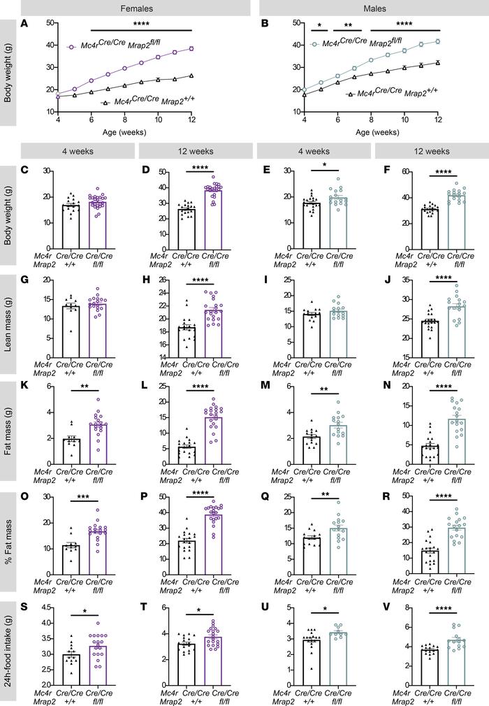 MRAP2 functions in MC4R-expressing cells to regulate food intake and res...