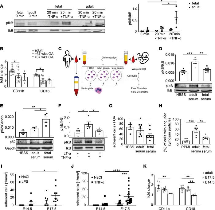 Downregulation of the canonical NF-κB signaling pathway in fetal neutrop...
