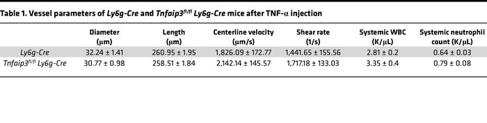 Vessel parameters of Ly6g-Cre and Tnfaip3fl/fl Ly6g-Cre mice after TNF-α...