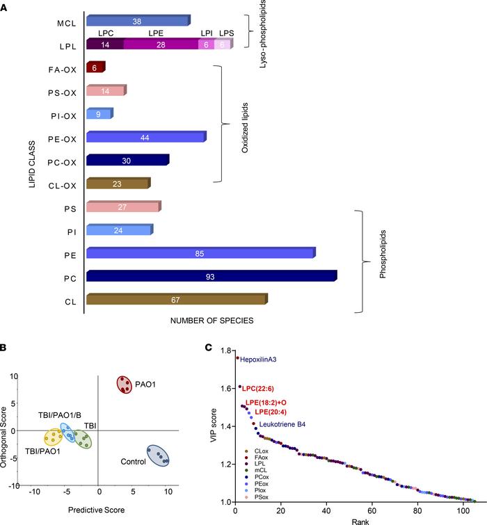 PAO1-induced changes in ileal lipidome of mice exposed to TBI.
(A) Numbe...