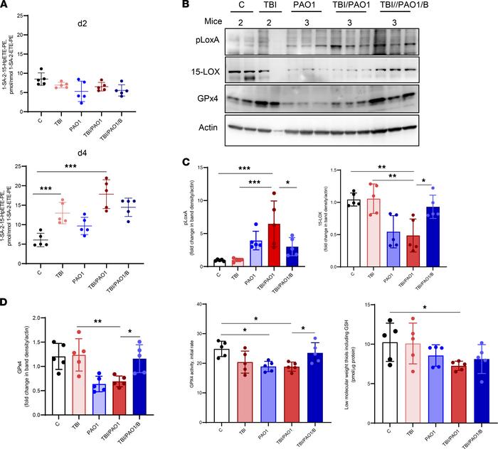 PAO1 enhances radiation-induced ferroptosis.
(A) Levels of proferroptoti...