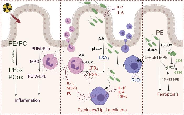 PAO1 boosts the injury of intestine epithelium caused by TBI.
Left: TBI ...