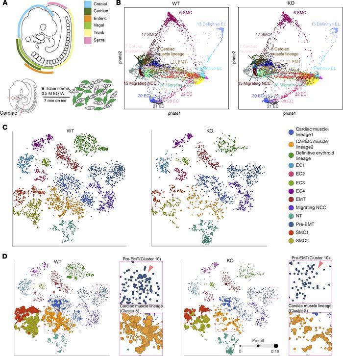 Single-cell RNA-Seq of the cardiac neural crest region.
(A) Schematic of...